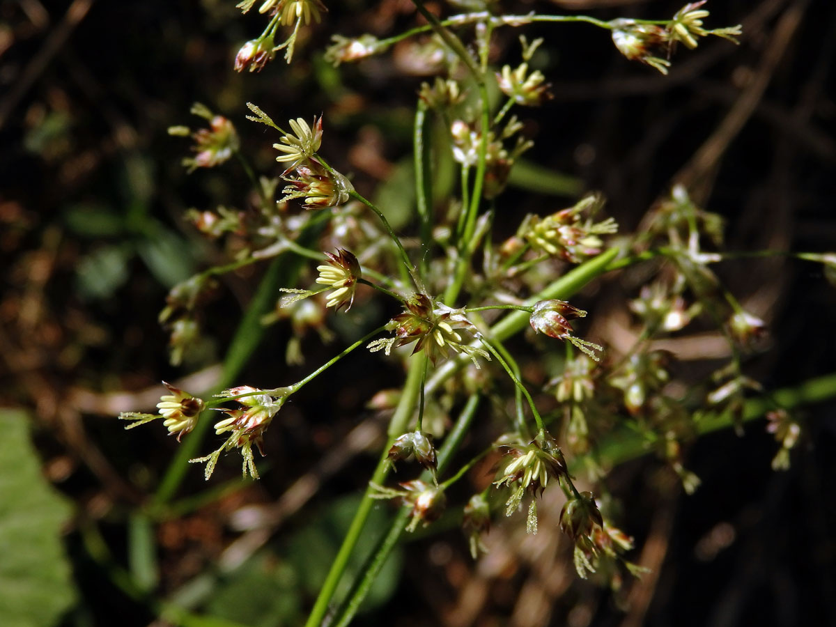 Bika lesní (Luzula sylvatica (Huds.) Gaudin)