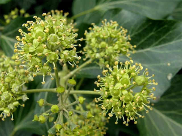 Břečťan popínavý (Hedera helix L.)