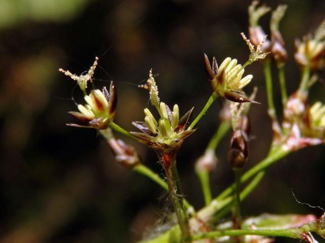 Bika lesní (Luzula sylvatica (Huds.) Gaudin)