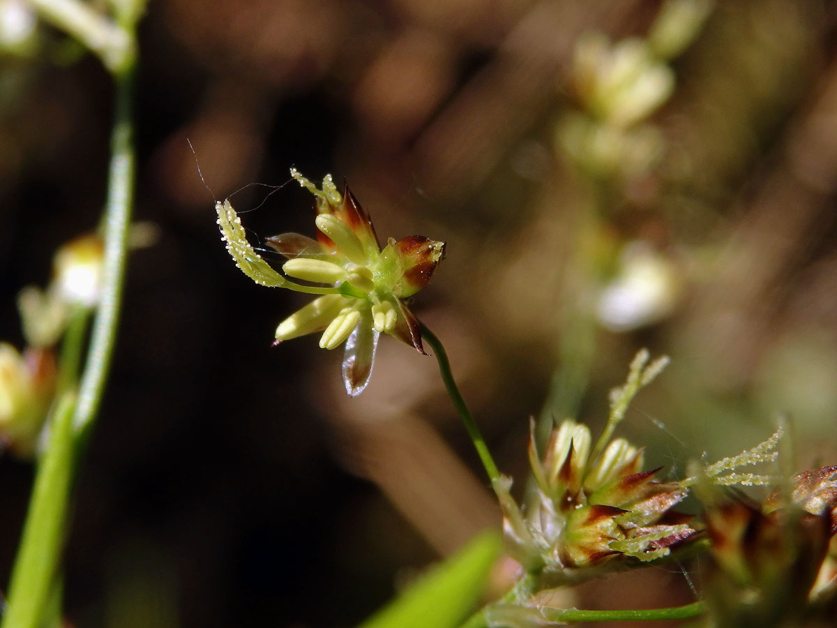 Bika lesní (Luzula sylvatica (Huds.) Gaudin)