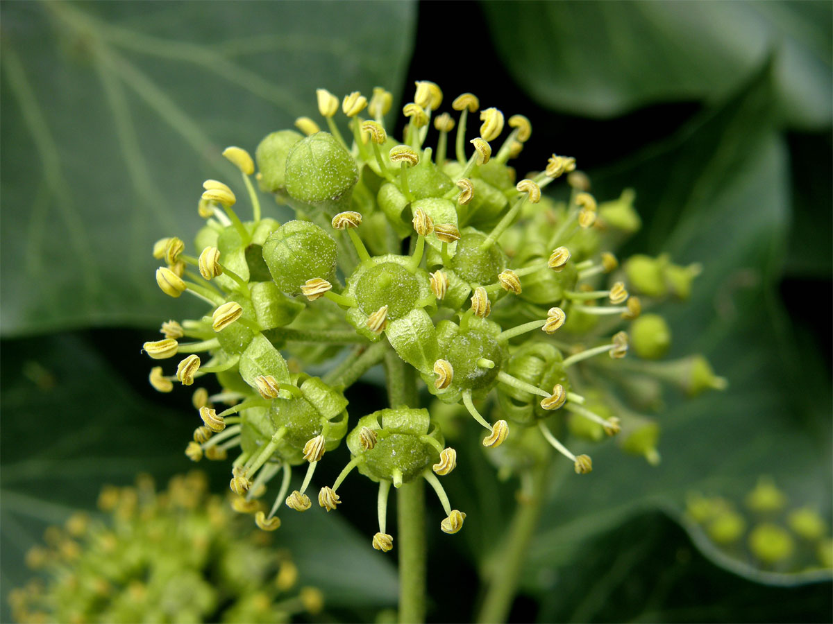 Břečťan popínavý (Hedera helix L.)