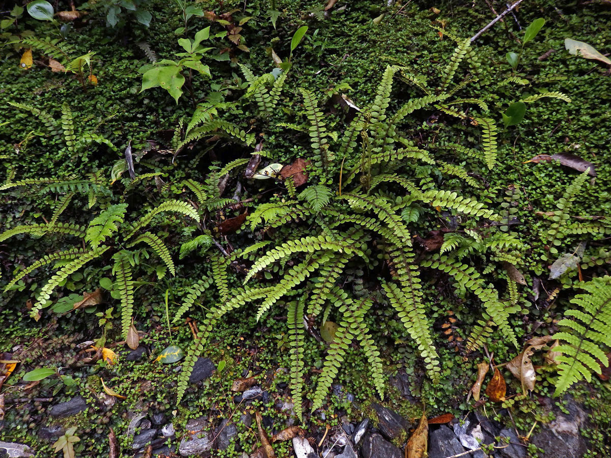 Žebrovice (Blechnum fluviatile (R. Br.) Lowe ex Salomon)