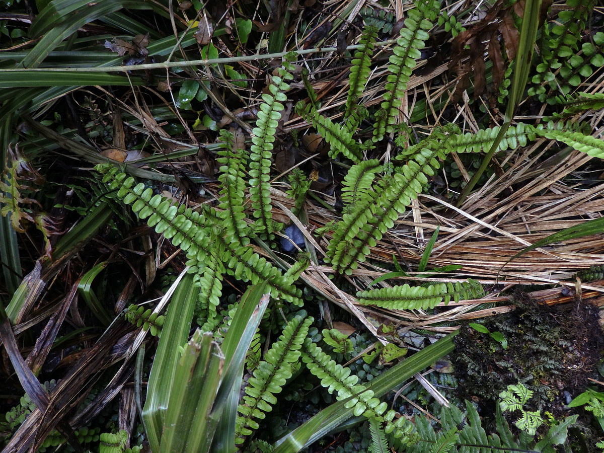 Žebrovice (Blechnum fluviatile (R. Br.) Lowe ex Salomon)