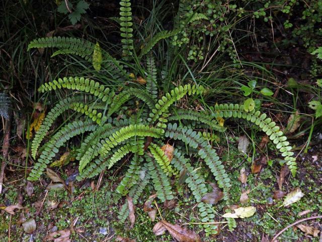 Žebrovice (Blechnum fluviatile (R. Br.) Lowe ex Salomon)