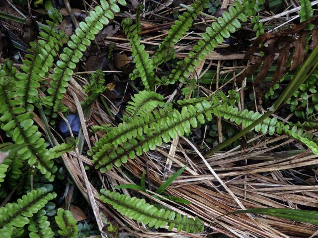 Žebrovice (Blechnum fluviatile (R. Br.) Lowe ex Salomon)