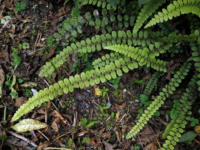 Žebrovice (Blechnum fluviatile (R. Br.) Lowe ex Salomon)