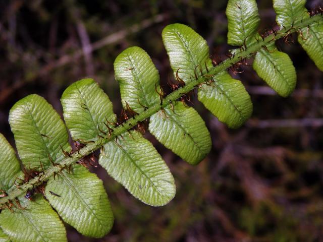 Žebrovice (Blechnum fluviatile (R. Br.) Lowe ex Salomon)