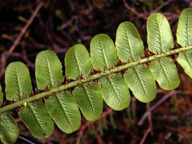 Žebrovice (Blechnum fluviatile (R. Br.) Lowe ex Salomon)