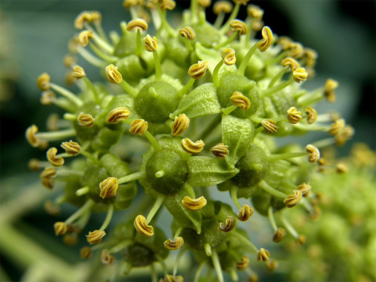 Břečťan popínavý (Hedera helix L.)