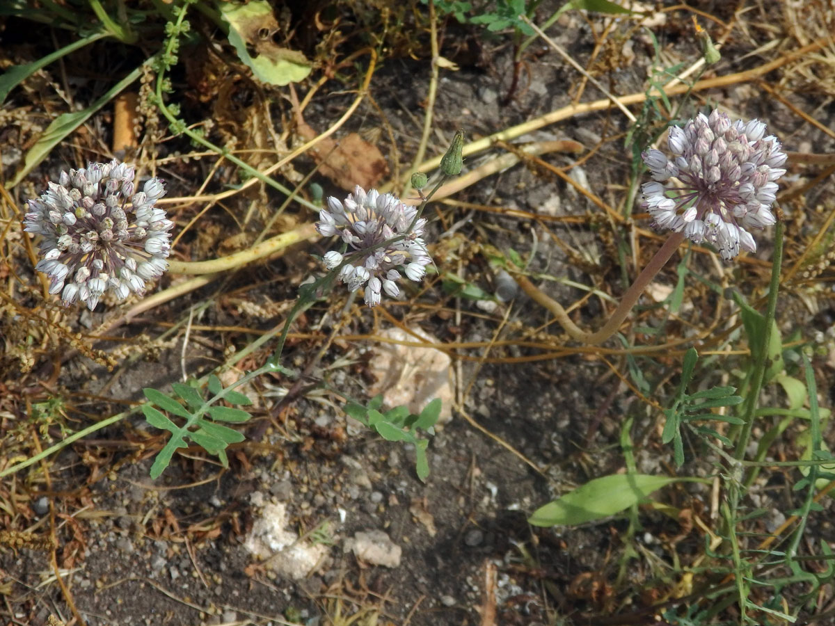 Česnek (Allium baeticum Boiss.)