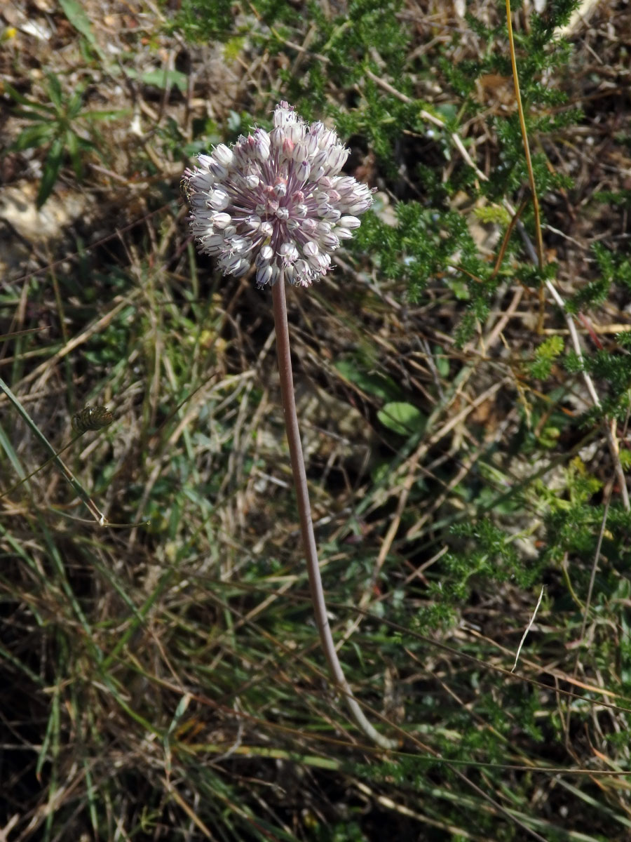 Česnek (Allium baeticum Boiss.)