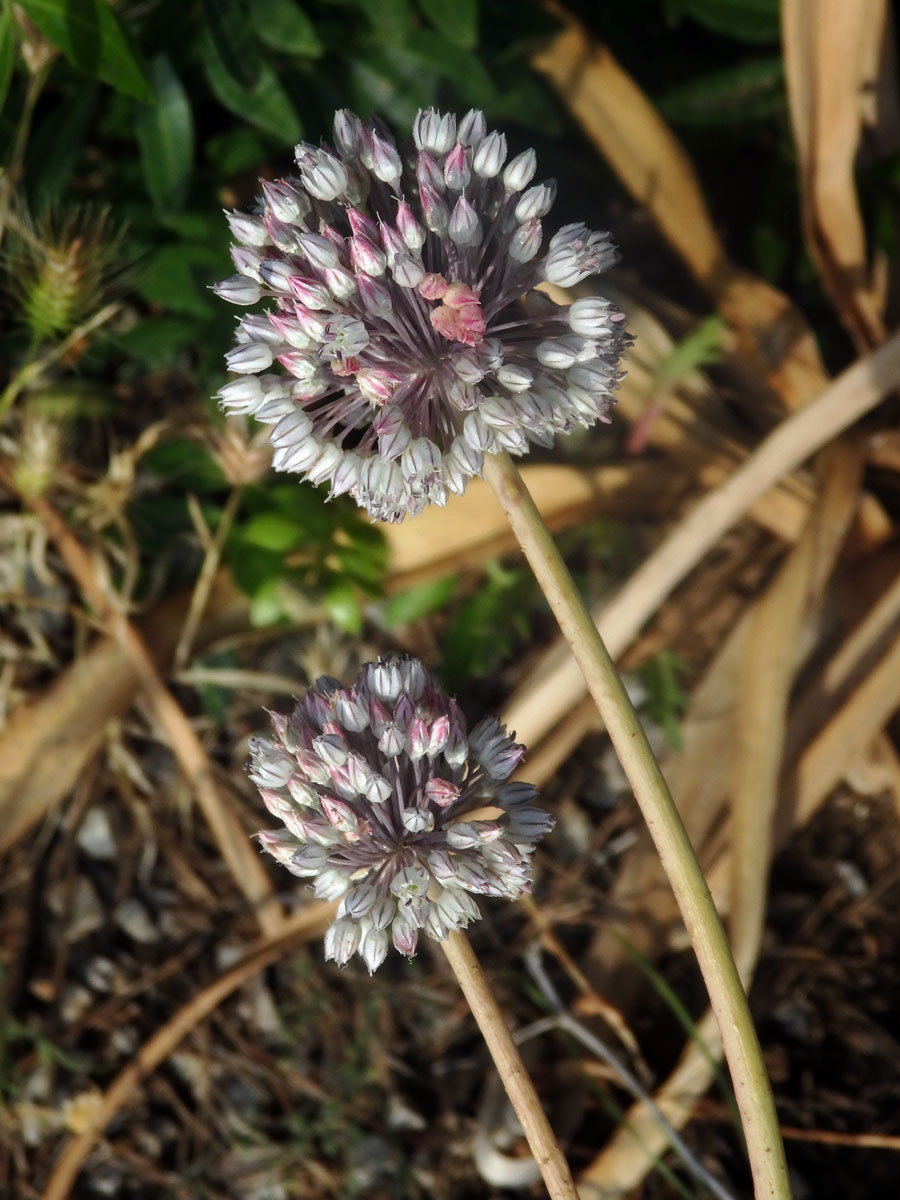 Česnek (Allium baeticum Boiss.)