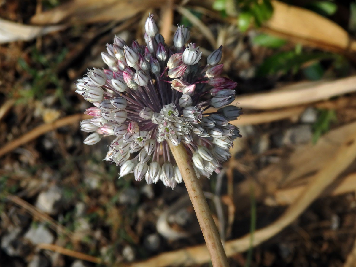 Česnek (Allium baeticum Boiss.)