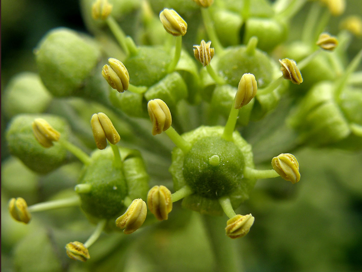 Břečťan popínavý (Hedera helix L.)