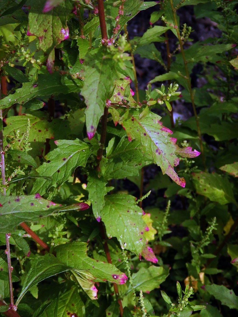 Merlík vonný (Dysphania ambrosioides (L.) Mosyakin et Clemants)