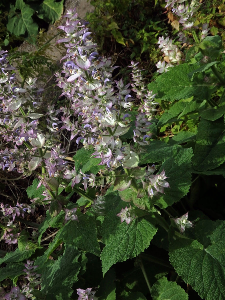 Šalvěj muškátová (Salvia sclarea L.)