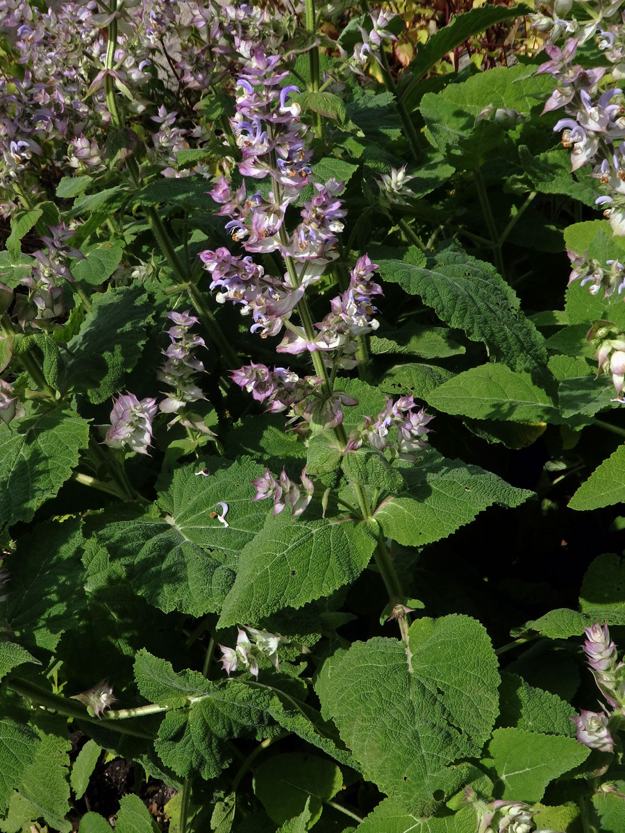 Šalvěj muškátová (Salvia sclarea L.)