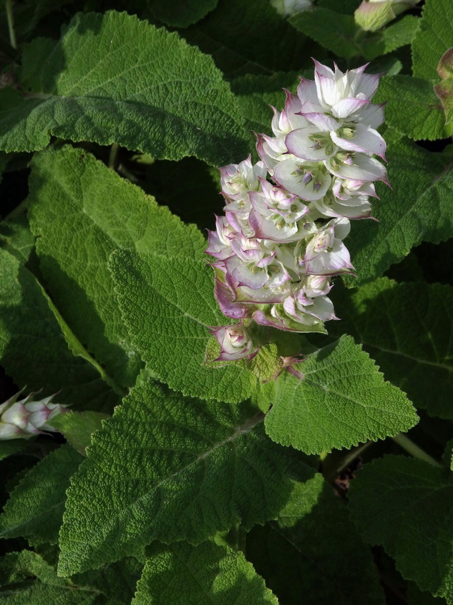 Šalvěj muškátová (Salvia sclarea L.)