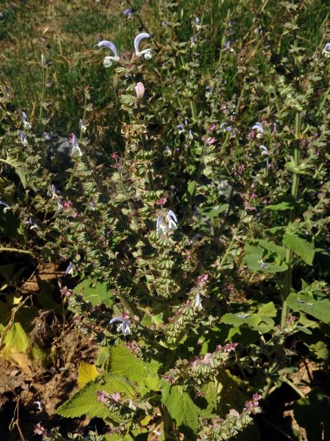 Šalvěj muškátová (Salvia sclarea L.)