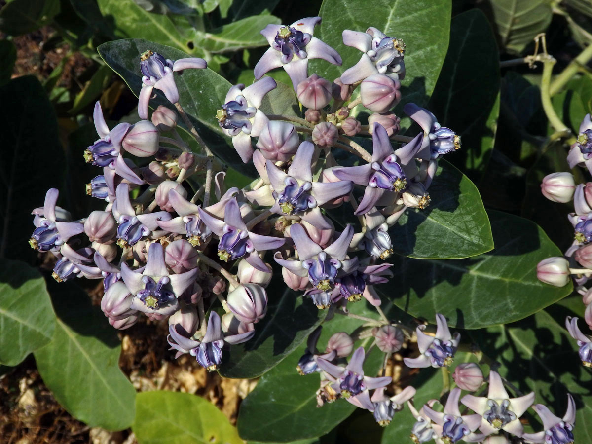 Plchoplod (Calotropis gigantea (L.) Ait. f.)