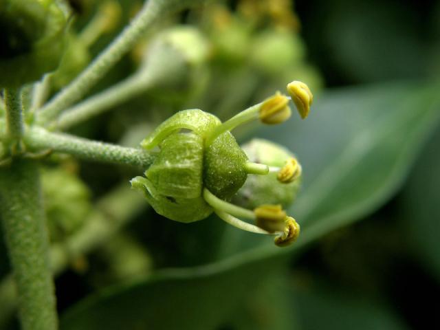 Břečťan popínavý (Hedera helix L.)