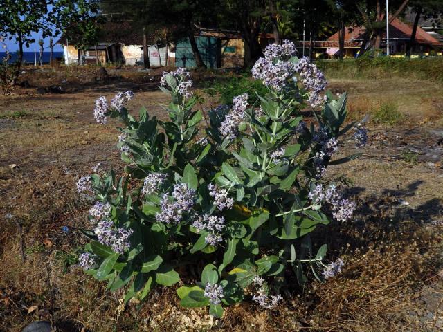 Plchoplod (Calotropis gigantea (L.) Ait. f.)