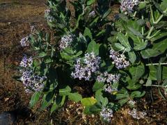 Plchoplod (Calotropis gigantea (L.) Ait. f.)