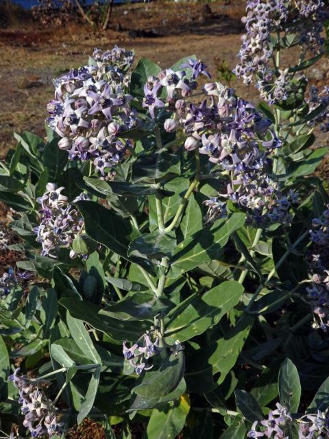 Plchoplod (Calotropis gigantea (L.) Ait. f.)