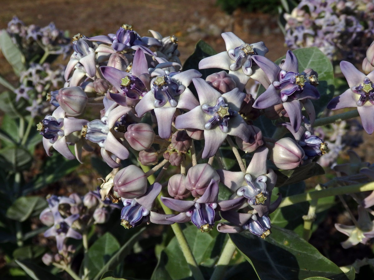 Plchoplod (Calotropis gigantea (L.) Ait. f.)