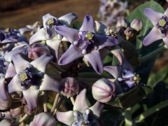 Plchoplod (Calotropis gigantea (L.) Ait. f.)