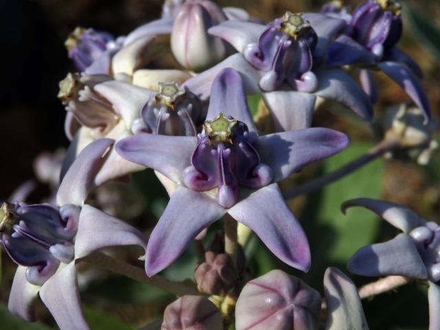 Plchoplod (Calotropis gigantea (L.) Ait. f.)