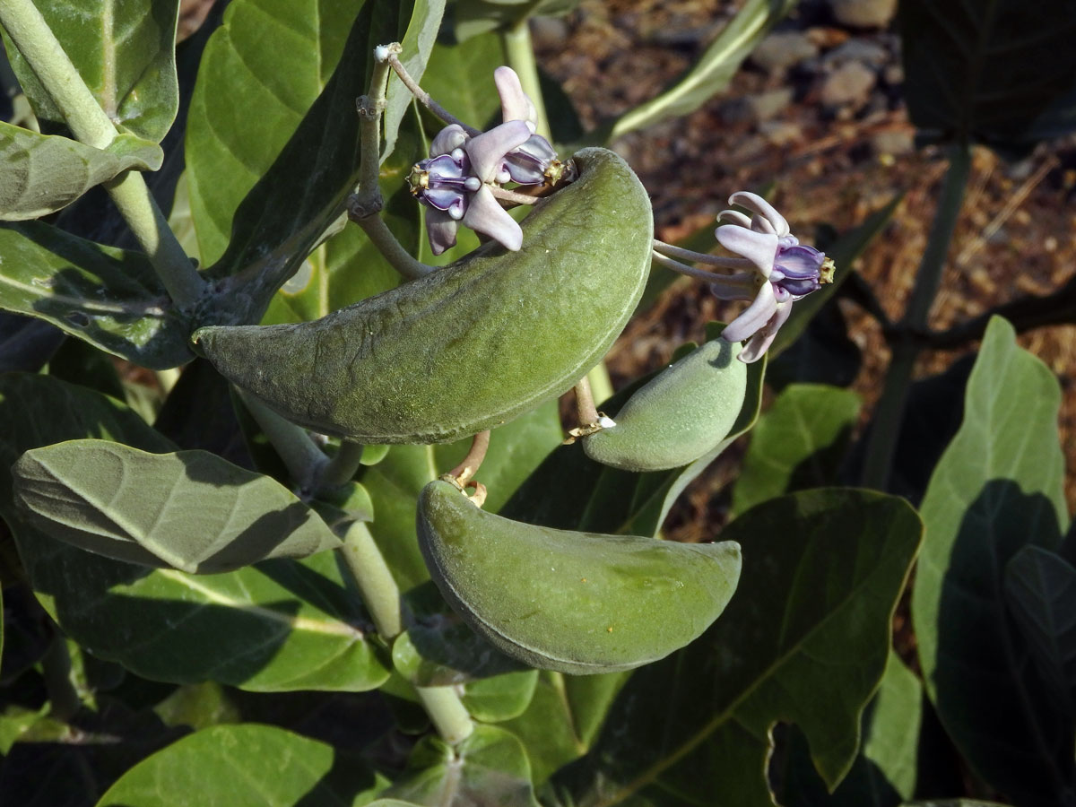 Plchoplod (Calotropis gigantea (L.) Ait. f.)