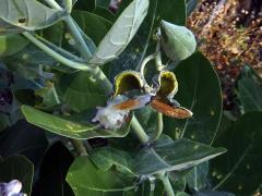 Plchoplod (Calotropis gigantea (L.) Ait. f.)