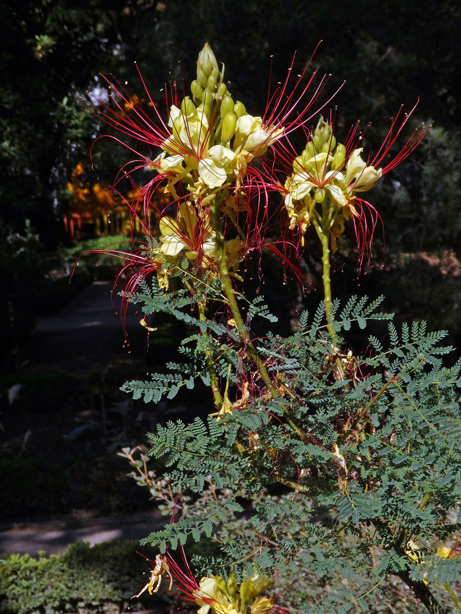 Sapan Gilliesův (Caesalpinia gilliesii (Wallich ex Hook.) Wallich ex D. Dietr.)