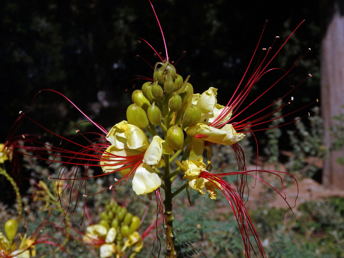 Sapan Gilliesův (Caesalpinia gilliesii (Wallich ex Hook.) Wallich ex D. Dietr.)