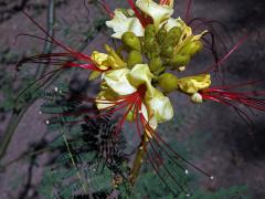 Sapan Gilliesův (Caesalpinia gilliesii (Wallich ex Hook.) Wallich ex D. Dietr.)