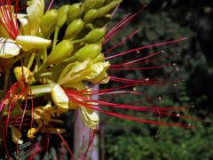 Sapan Gilliesův (Caesalpinia gilliesii (Wallich ex Hook.) Wallich ex D. Dietr.)