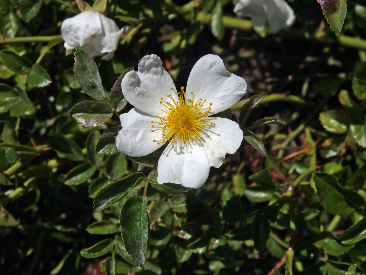 Růže Wichurové (Rosa wichuriana Crep.)