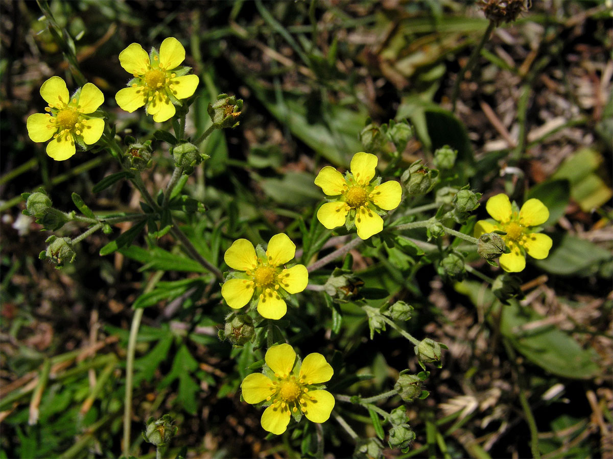 Mochna stříbrná (Potentilla argentea L.)