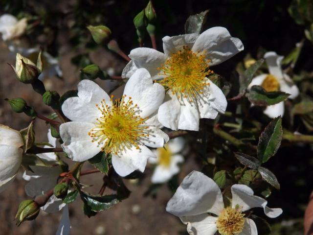 Růže Wichurové (Rosa wichuriana Crep.)