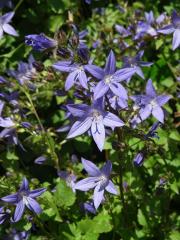 Zvonek garganský (Campanula garganica Ten.)