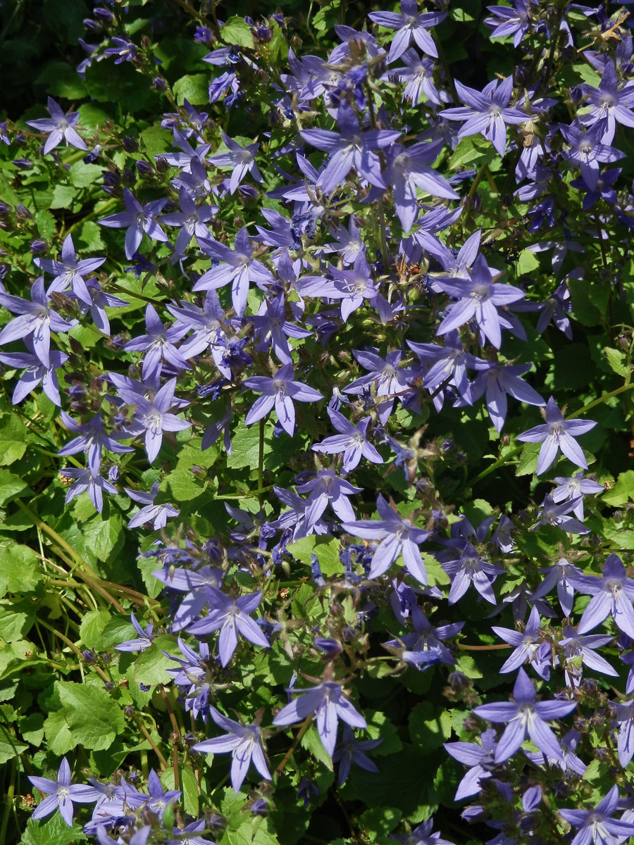 Zvonek garganský (Campanula garganica Ten.)