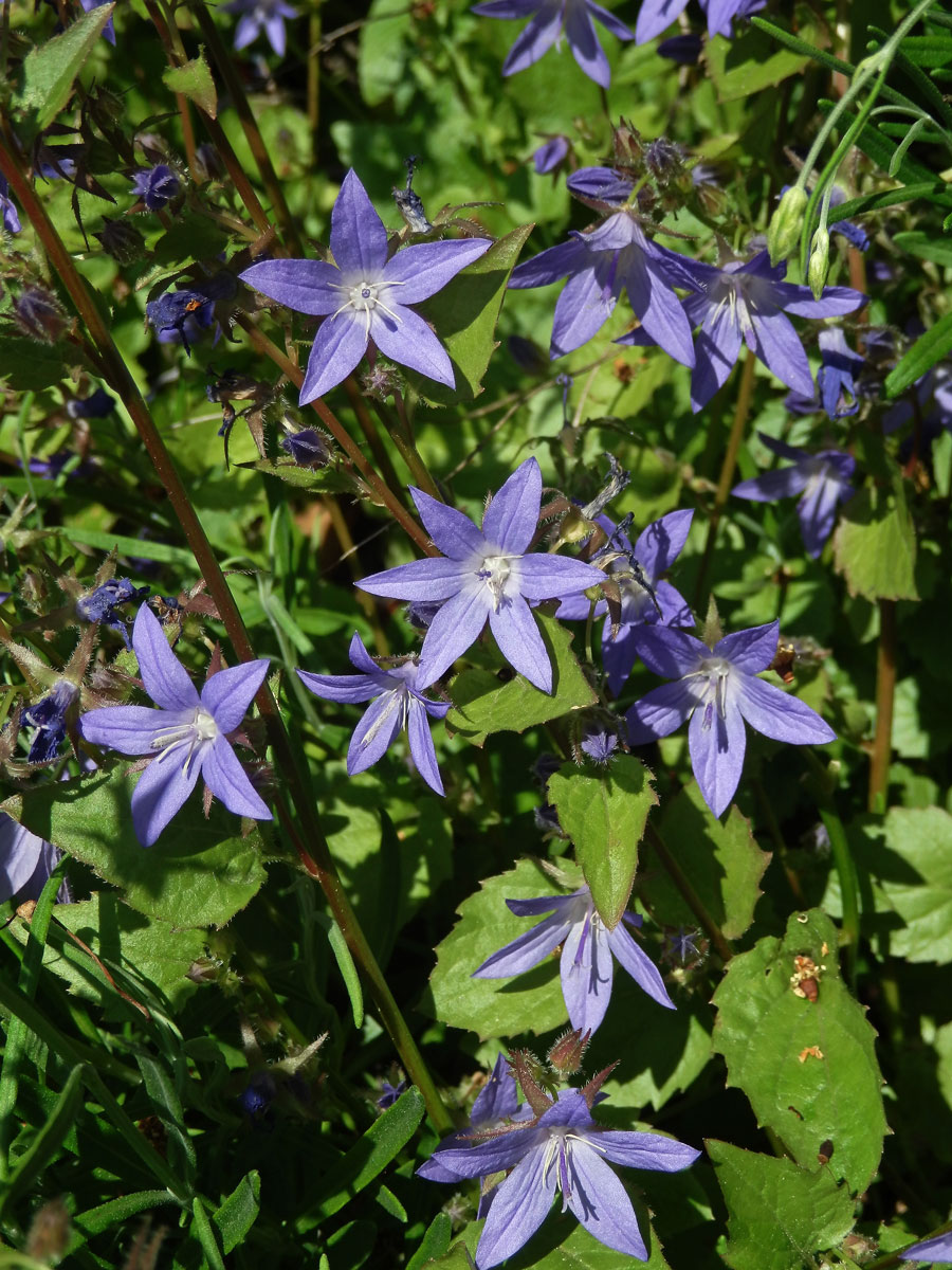 Zvonek garganský (Campanula garganica Ten.)