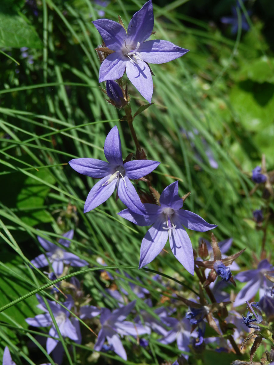 Zvonek garganský (Campanula garganica Ten.)