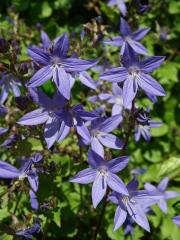 Zvonek garganský (Campanula garganica Ten.)