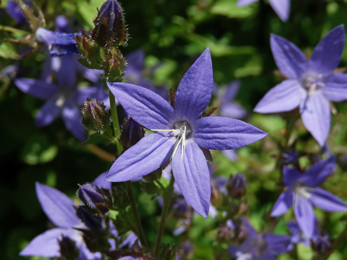 Zvonek garganský (Campanula garganica Ten.)