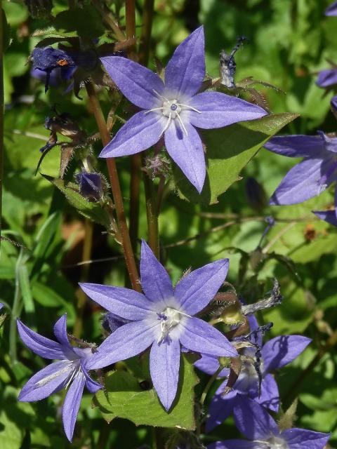 Zvonek garganský (Campanula garganica Ten.), šestičetný květ