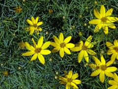 Krásnoočko (Coreopsis verticillata L.)