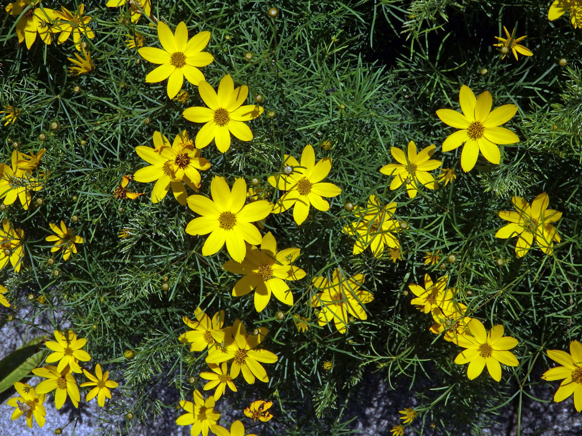 Krásnoočko (Coreopsis verticillata L.)