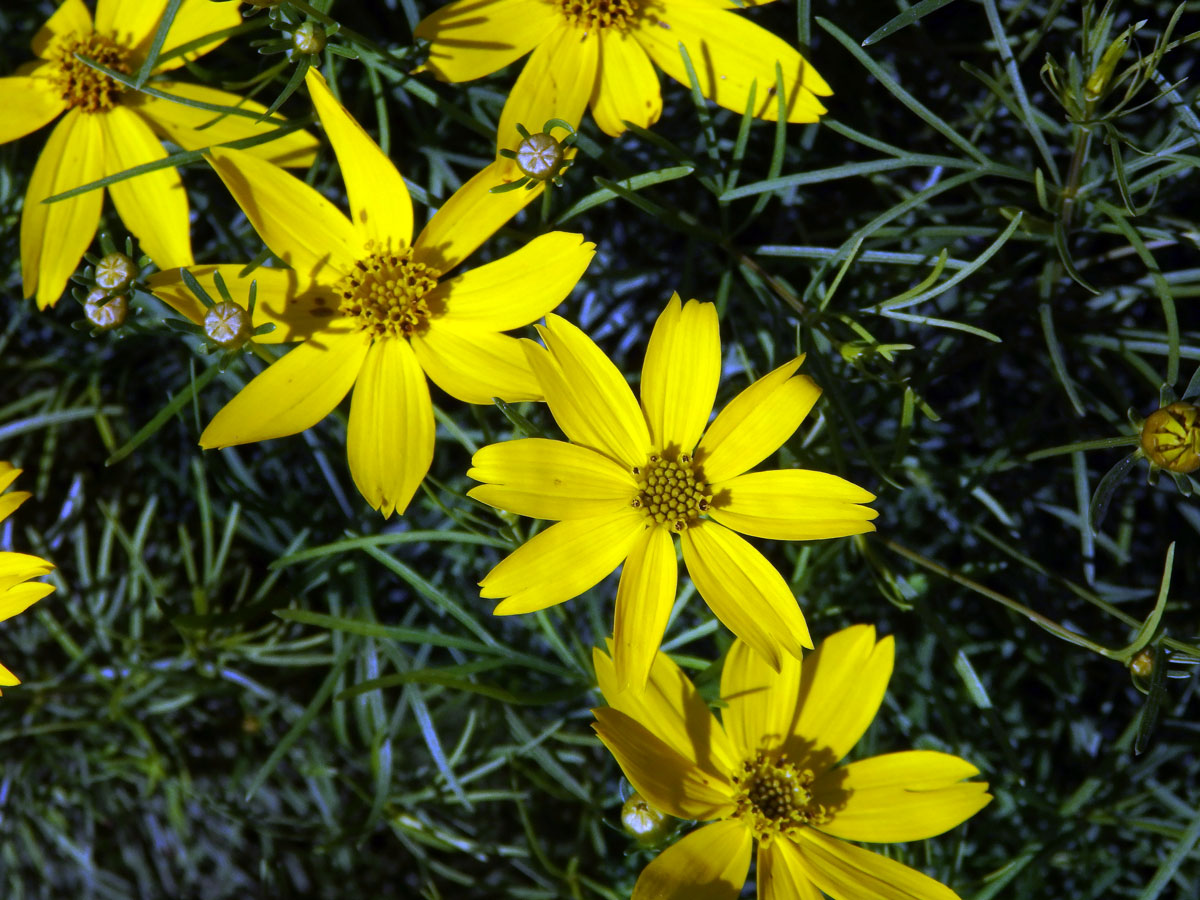 Krásnoočko (Coreopsis verticillata L.)